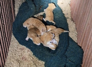 Nachhaltiger Tierschutz