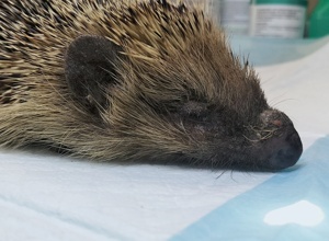 Igelrettung Ortenau braucht zwei Inkubatoren für kranke Igel