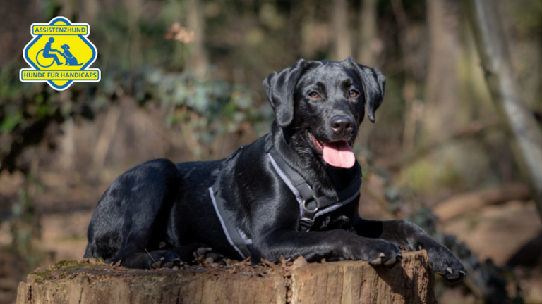 Z-Generation: der nächste Schritt zum Assistenzhund