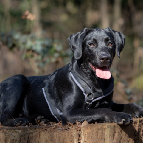 Z-Generation: der nächste Schritt zum Assistenzhund