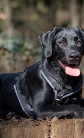Z-Generation: der nächste Schritt zum Assistenzhund
