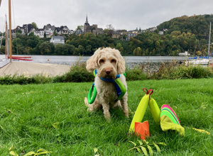 Hunde-Wasserarbeit; mit neuem Motor zu neuen Zielen