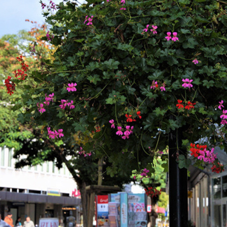 Blumenampeln für Sehnde