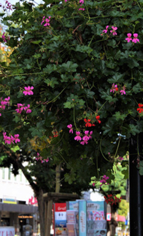 Blumenampeln für Sehnde