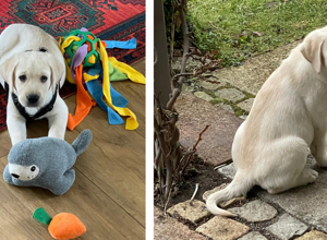 Ein neuer Welpe für Hunde für Handicaps e.V.