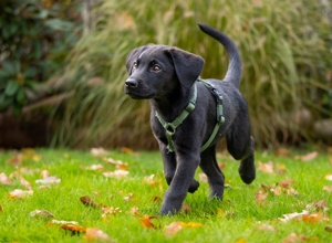 Z-Generation: der nächste Schritt zum Assistenzhund