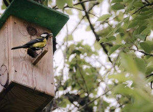 Nistkästen für heimische Vögel