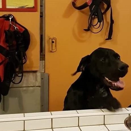 Hundeheim artgerecht ausbauen