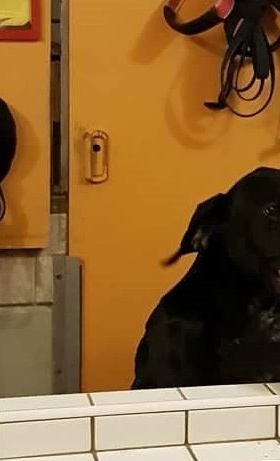 Hundeheim artgerecht ausbauen