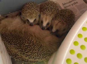 Lebensrettender Inkubator für das