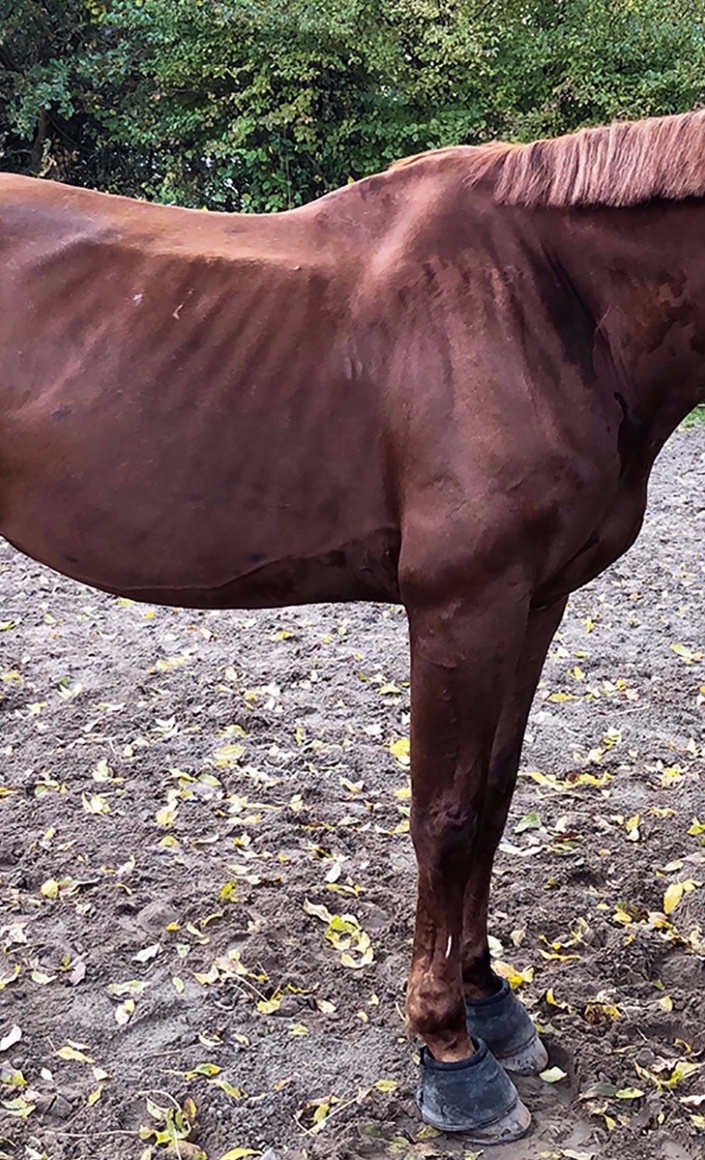 Don Dormilon hat Borreliose und will wieder gesund werden!