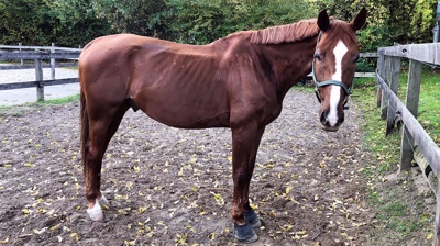 Don Dormilon hat Borreliose und will wieder gesund werden!