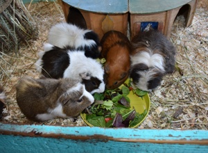 Unterstützung der Tiere auf der Kinder- und Jugendfarm Darmstadt e.V.