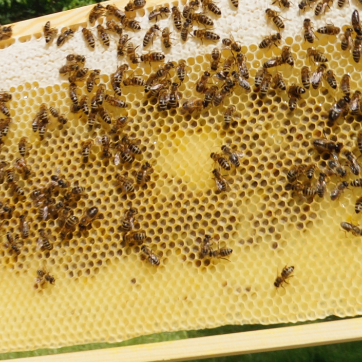 Das Gymnasium Voerde gegen das Bienensterben