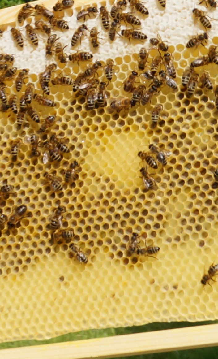 Das Gymnasium Voerde gegen das Bienensterben