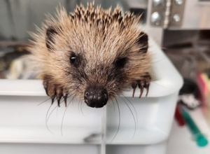 Krankenhaus der Tiere - Trockner und Waschmaschine