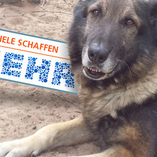 Warme Hütten gegen kalte Pfoten