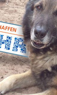 Warme Hütten gegen kalte Pfoten