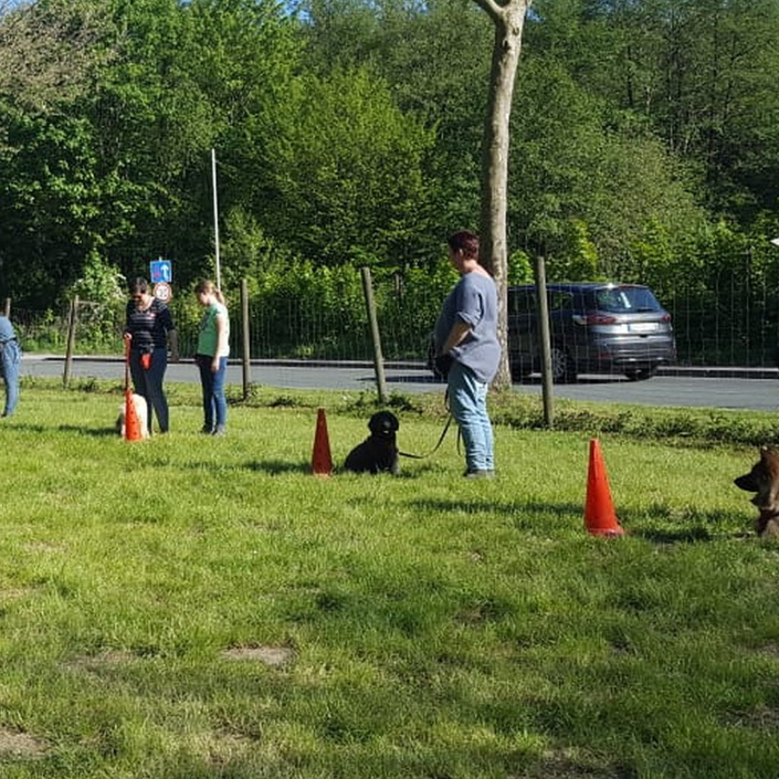 Erweiterung und Zaunerneuerung des Hundeplatzes