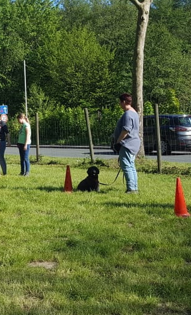 Erweiterung und Zaunerneuerung des Hundeplatzes