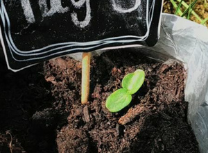 Kleine Beete und große Tonnen