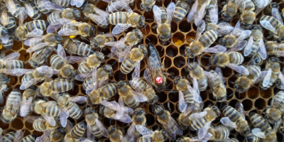 Neue Bienenköniginnen braucht das Land