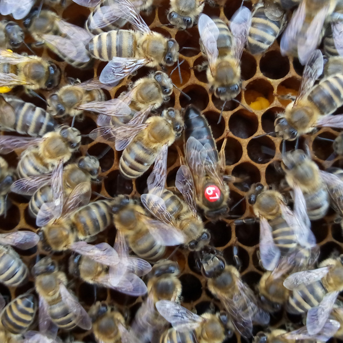Neue Bienenköniginnen braucht das Land