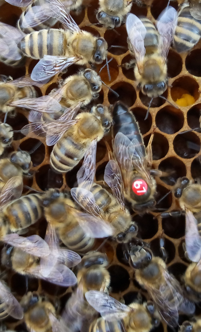 Neue Bienenköniginnen braucht das Land