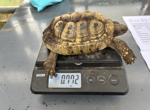 Erste Hilfe für Schildkröten