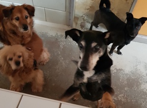 Hundeheim artgerecht ausbauen