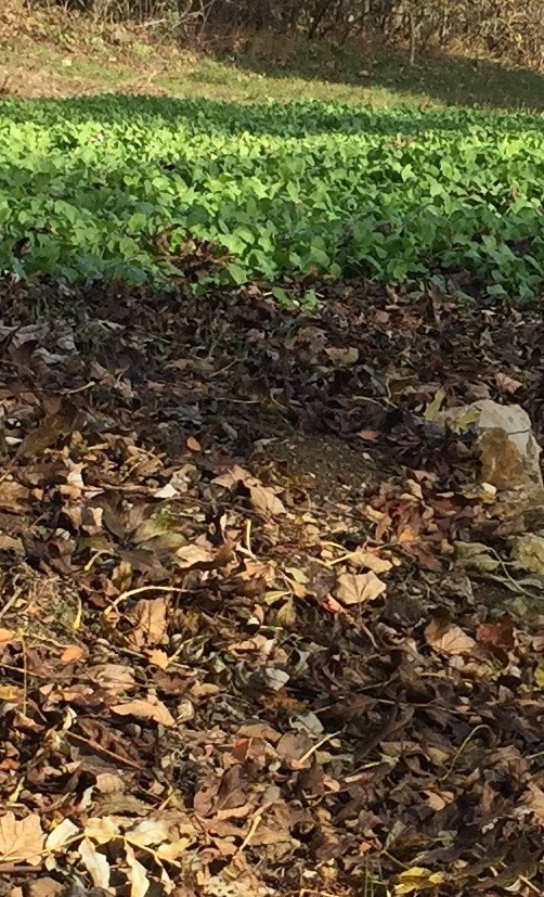 Vereinsgarten