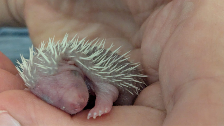 Lebensrettender Inkubator für das