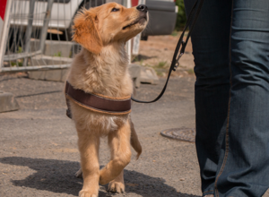 Zuwachs bei Hunde für Handicaps e.V.