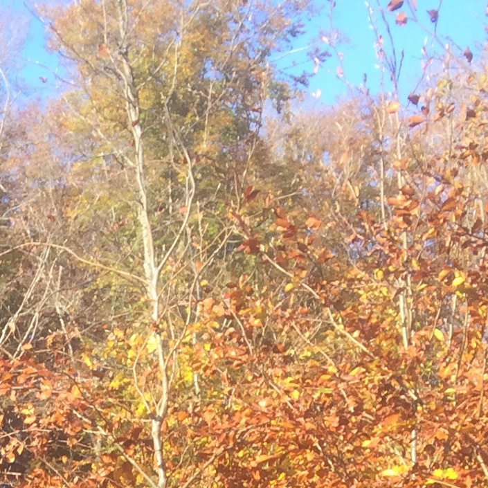 Zukunftswald, für die Wilde Argen, für uns Alle