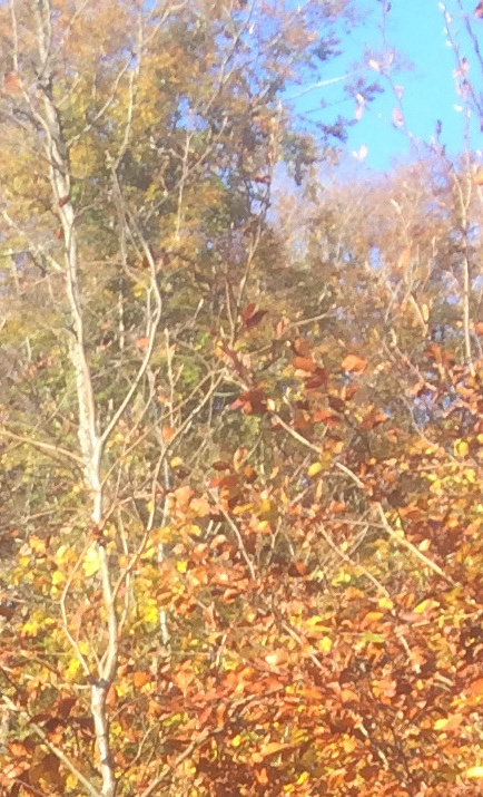 Zukunftswald, für die Wilde Argen, für uns Alle