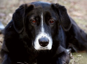 Unser Gnadenhof für Tiere