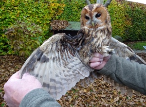 Tribüne für die Auffang- und Pflegestation für Greifvögel und Eulen