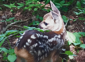 Jungwildrettung mit der Wärmebilddrohne