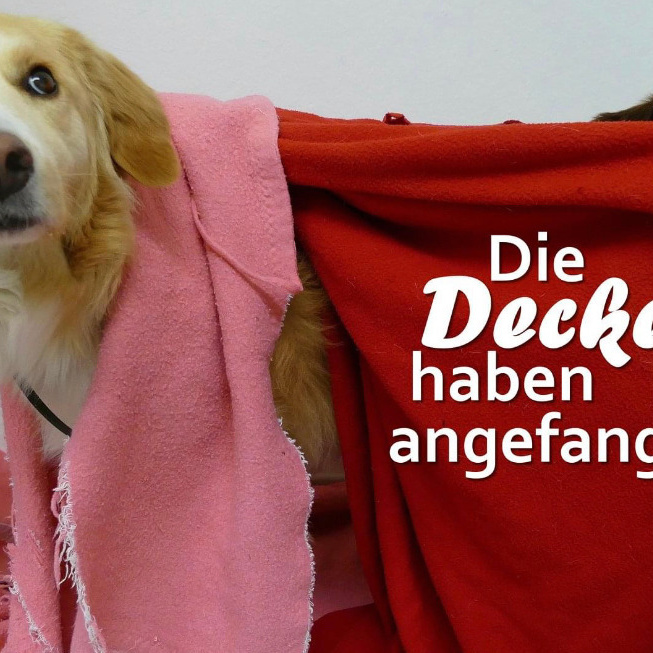 Hilfe Für Fellnasen