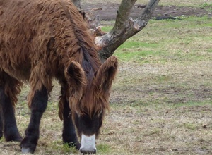Neue Außenanlagen für die bedrohten Poitou Esel