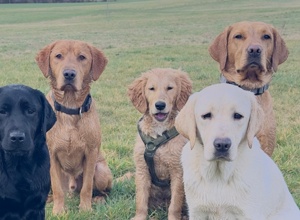Tierärztliche Eignungsuntersuchungen für 2 Labrador Retriever