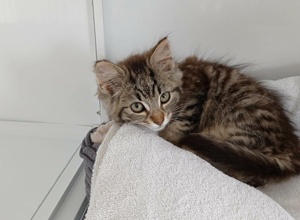 Futter für Katzen die unsere Hilfe brauchen