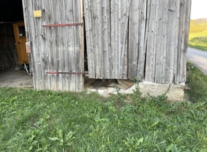 Sanierung Schafstall