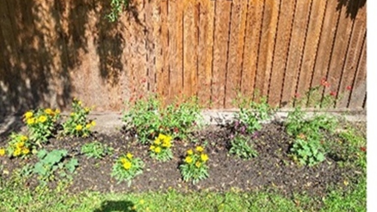 Bienenfreundliche Blumeninseln