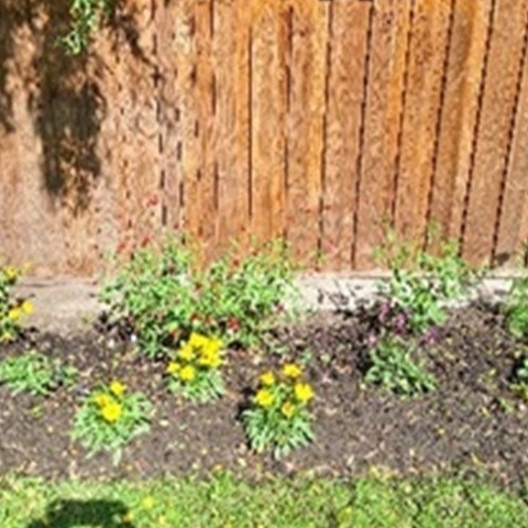 Bienenfreundliche Blumeninseln