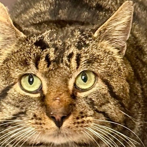 Ein Ozongerät und ein Bautrockner für das Katzenhaus