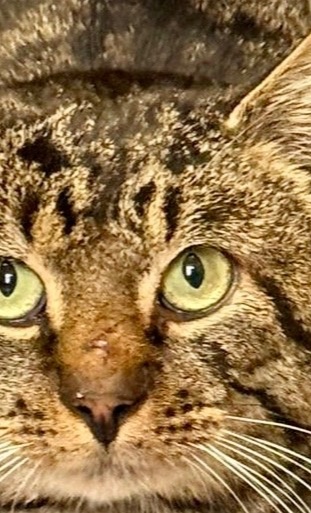 Ein Ozongerät und ein Bautrockner für das Katzenhaus