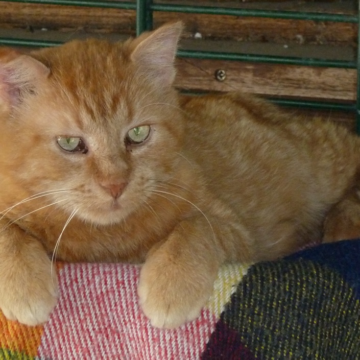 Sanierung eines Katzenhauses des Tierheimes in Köln-Zollstock