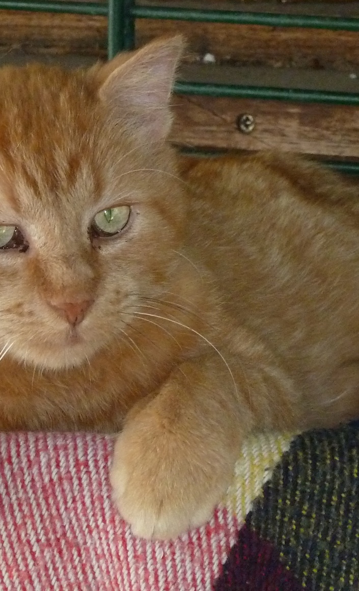 Sanierung eines Katzenhauses des Tierheimes in Köln-Zollstock