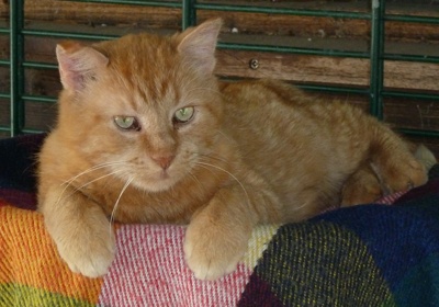 Sanierung eines Katzenhauses des Tierheimes in Köln-Zollstock